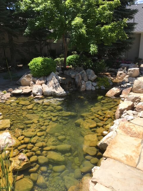 pond landscaping