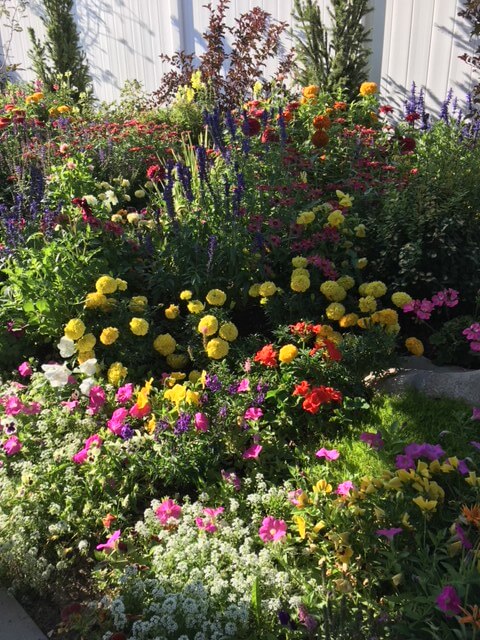 garden flowers