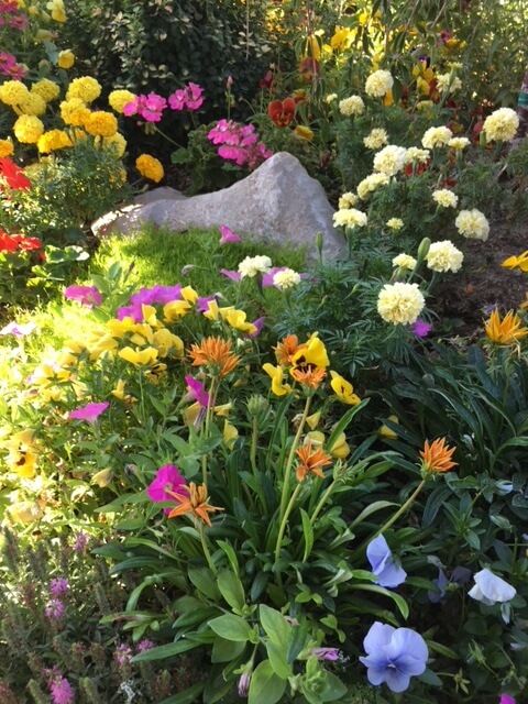 variety of flowers